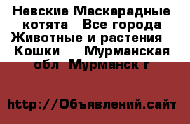 Невские Маскарадные котята - Все города Животные и растения » Кошки   . Мурманская обл.,Мурманск г.